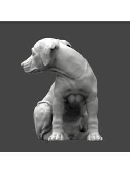 Rhodesian Ridgeback Puppy