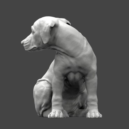 Rhodesian Ridgeback Puppy