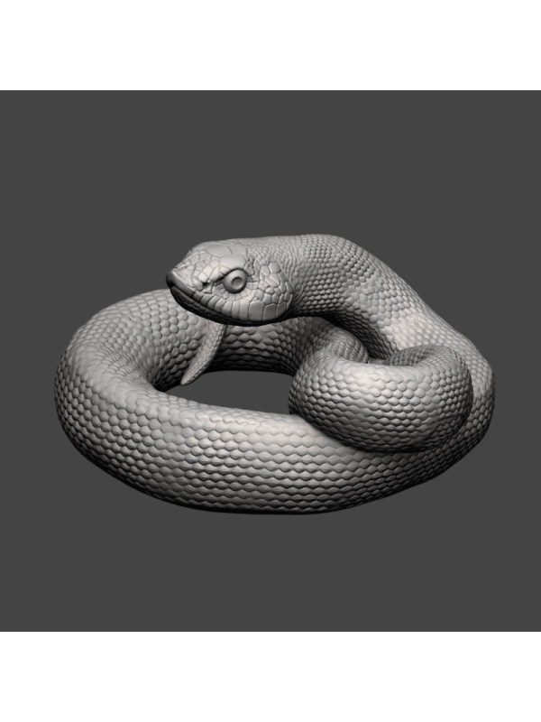 Long-nosed snake