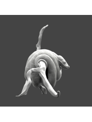 Green arbicola python