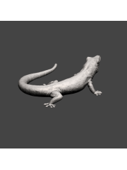 Geck diurno