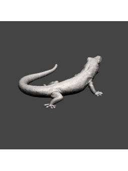 Day geck