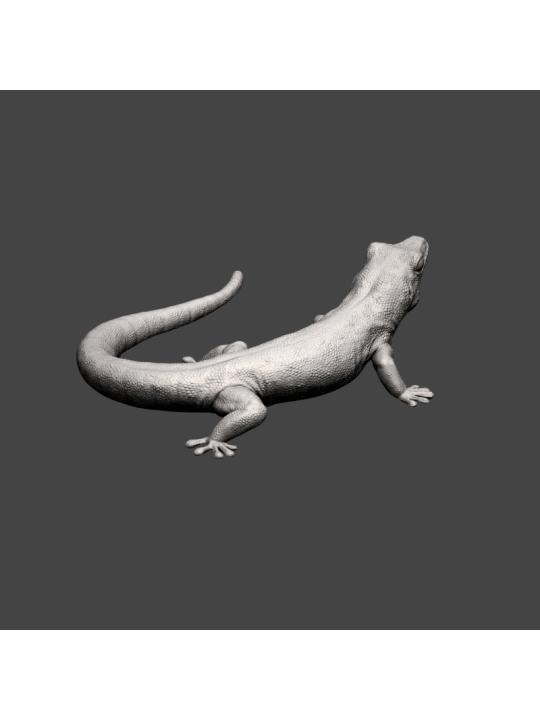 Geck diurno