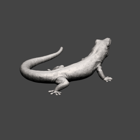 Geck diurno