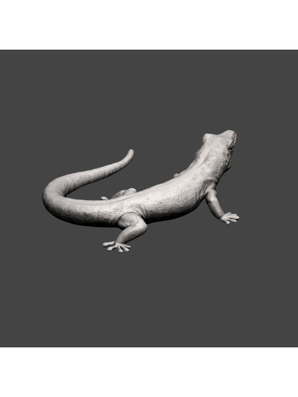 Geck diurno