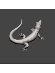 Geck diurno