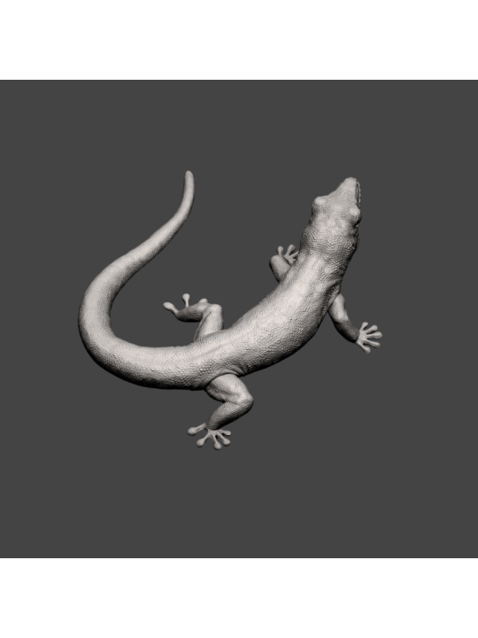 Geck diurno