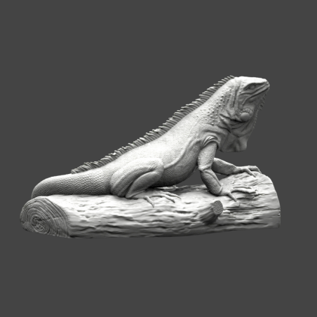 Iguana