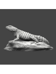 Lagarto armadillo