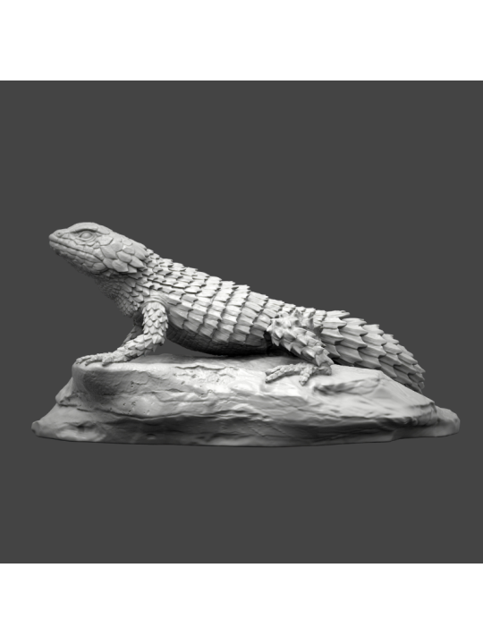 Lagarto armadillo