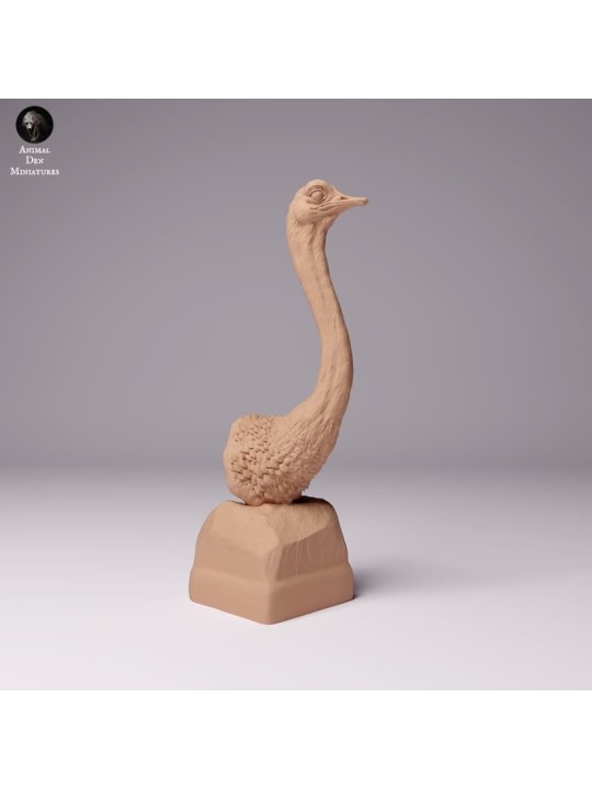 Busto avestruz