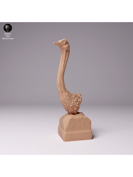 Busto avestruz