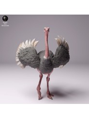 Ostrich
