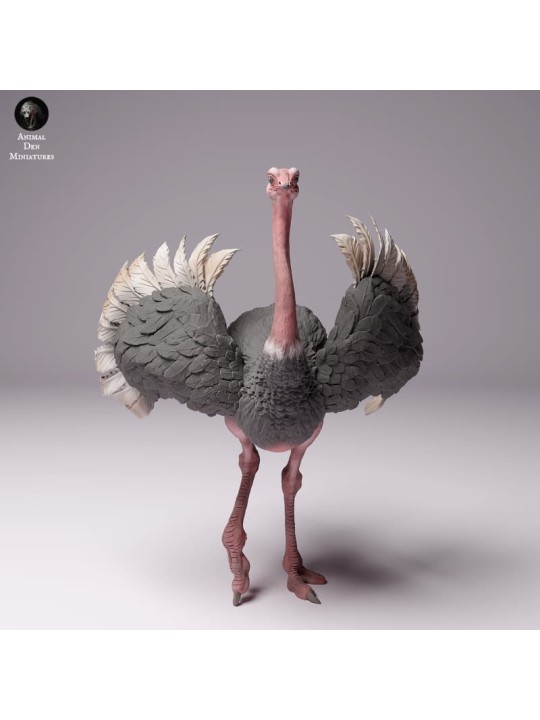 Ostrich