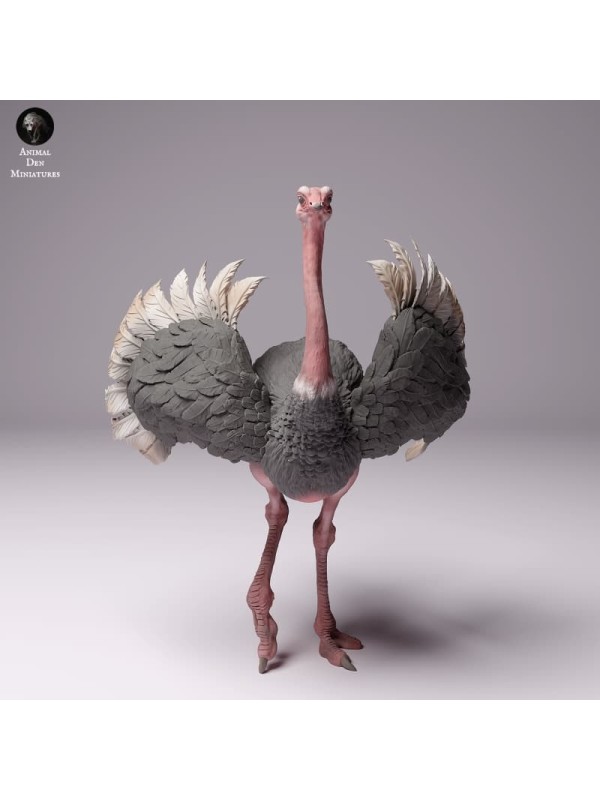 Ostrich