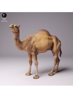 Dromedary