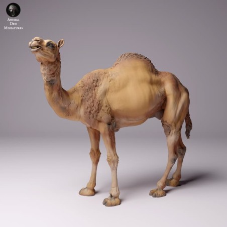Dromedary
