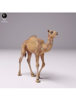 Dromedary breeding