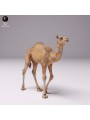 Dromedary breeding