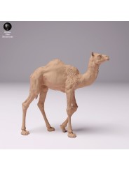 Dromedary breeding