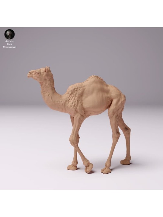 Dromedary breeding