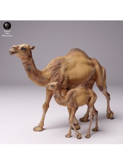 Dromedary with baby