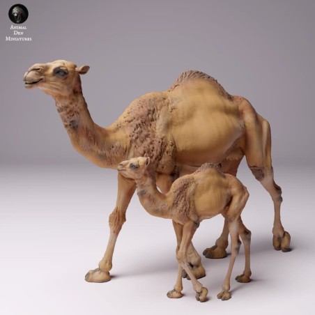 Dromedary with baby