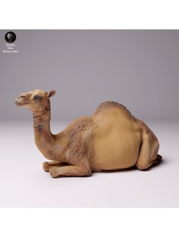 Dromedary resting