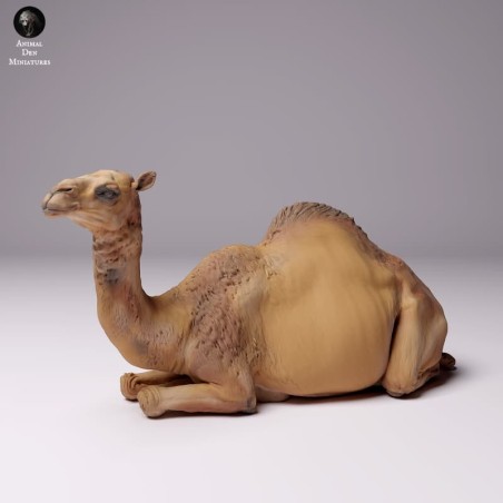 Dromedary resting