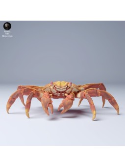 Sally lightfoot crab