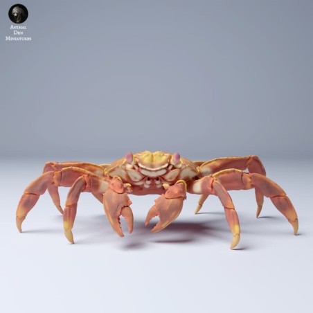 Sally lightfoot crab