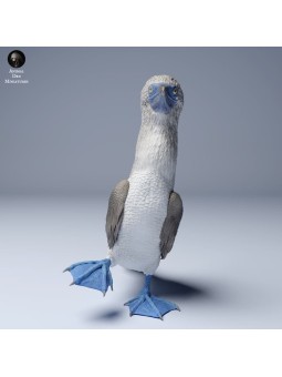 Female blue-footed booby in courtship