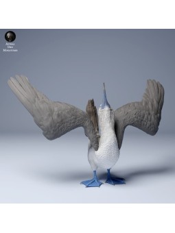 Male blue-footed booby in courtship