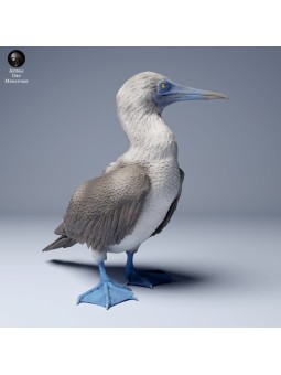 Blue-footed booby