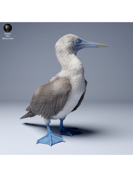 Piquero de patas azules