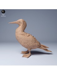 Piquero de patas azules