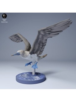 Blue-footed booby flying