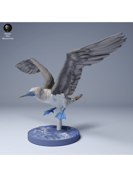 Piquero de patas azules volando