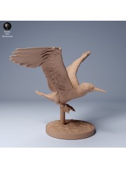 Piquero de patas azules volando