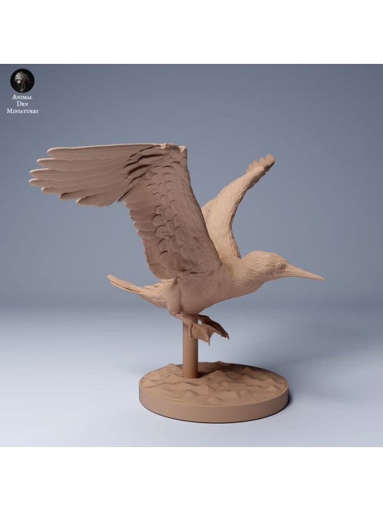 Piquero de patas azules volando