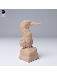 Busto Piquero de patas azules