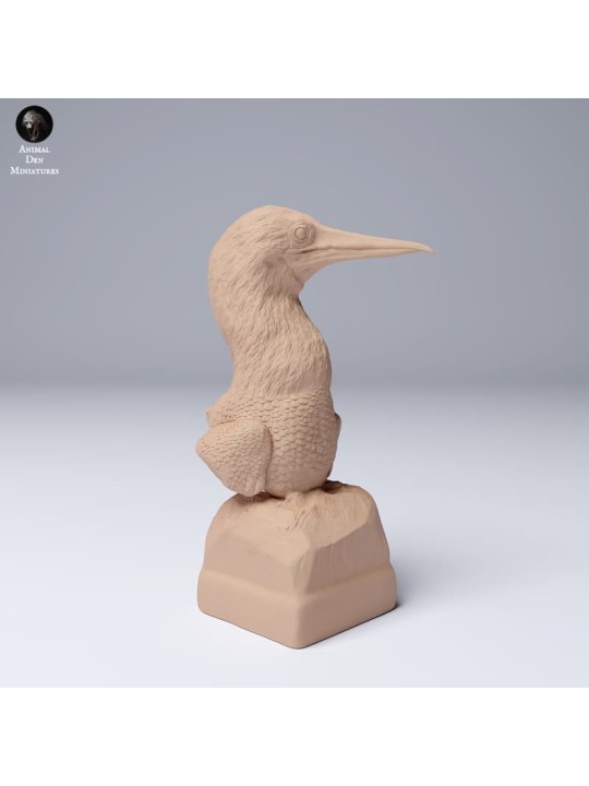 Busto Piquero de patas azules