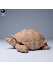 Tortuga gigante de las Galápagos descansando