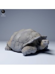 Tortuga gigante de las Galápagos descansando