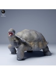 Tortuga gigante de las Galápagos agresiva