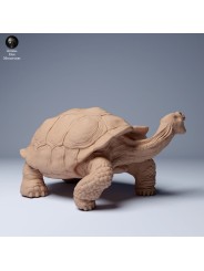 Tortuga gigante de las Galápagos agresiva