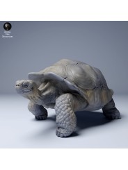 Tortuga gigante de las Galápagos caminando