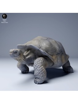 Tortuga gigante de las Galápagos caminando