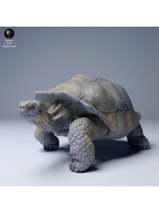 Tortuga gigante de las Galápagos caminando