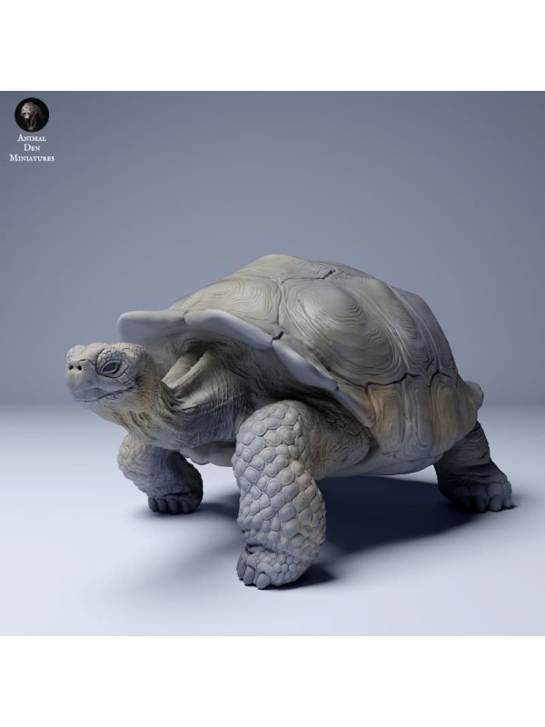 Tortuga gigante de las Galápagos caminando